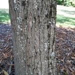 Carpinus japonica പുറംതൊലി