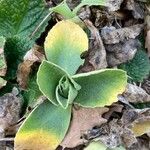 Primula auricula Leaf