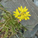 Petrosedum montanum Blüte