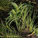 Juncus heterophyllus Habitat