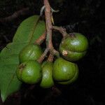 Coelocaryon preussii Fruto