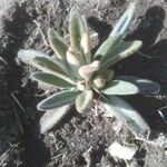 Kalanchoe tomentosa 葉