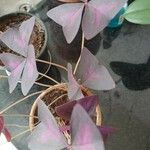 Oxalis triangularis برگ