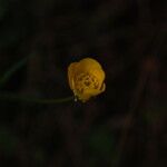 Ranunculus monspeliacus Квітка