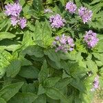Allium unifolium Blatt