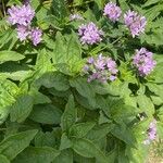 Allium unifolium Blad