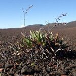 Cynoglossum borbonicum Habitatea