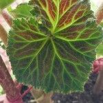 Begonia heracleifolia 叶