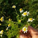 Anthemis cotula Квітка