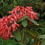 Rhododendron crassifolium Blüte