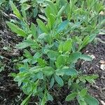 Calendula arvensis Hábito