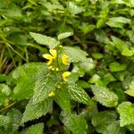 Lamium galeobdolonᱵᱟᱦᱟ