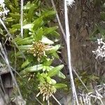 Plocama calabrica Blad