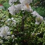 Azalea alabamensis Flor