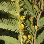 Chamaecrista nictitans Çiçek