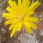 Hieracium gouanii花