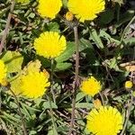 Pilosella lactucella Flower