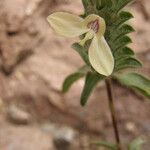 Tetramerium nervosum Flower