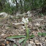 Orchis provincialis Habitus