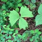 Achlys triphylla Leaf