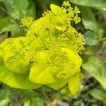 Smyrnium perfoliatum Flower