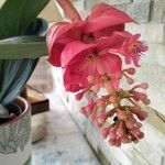 Medinilla magnificaFlower