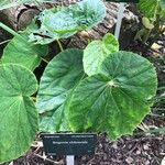 Begonia chitoensis Hoja