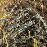 Artemisia pycnocephala Sonstige