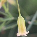 Asparagus officinalis Квітка