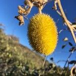 Cucumis dipsaceus Fruto