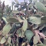 Opuntia ficus-indica Liść