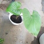 Homalomena rubescens Hoja
