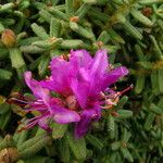 Rhododendron setosum Habit