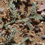 Astragalus vogelii Leaf