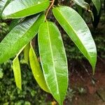 Dryobalanops oblongifolia Leaf