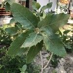 Quercus brantii Yaprak