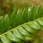 Polystichum lonchitis 葉