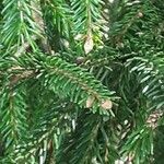 Picea orientalis Deilen