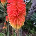 Kniphofia linearifolia Flower