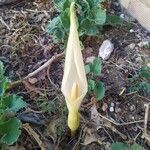 Arum italicumBlomst