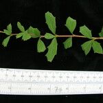 Berberis asiatica Elinympäristö