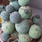 Tephrocactus alexanderiList