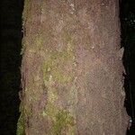 Vantanea guianensis Кора
