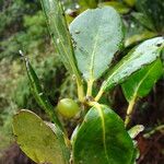 Balanops oliviformis Hábito