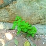 Parietaria debilis Levél