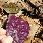 Tipularia discolor Levél