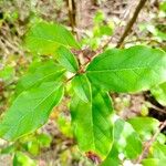 Viburnum rigidum Blad