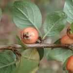 Cotoneaster simonsii Fruto