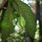 Atractocarpus pterocarpon Frucht