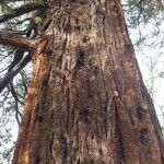 Sequoiadendron giganteumRusca